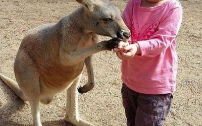 Currumbin Wildlife Sanctuary, the Perfect Day Out for Kids and Families