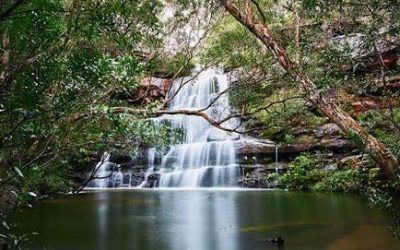 Witness This Hidden Australian Treasure at Springbrook National Park