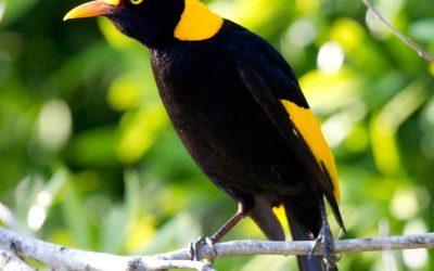 Witness Over 200 Species of Bird at O’Reilly’s Annual Bird Week