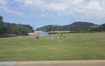 Kids Will Enjoy the Palm Beach Parklands and Treasure Island Playground